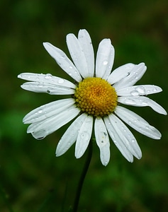 Marguerite plant bloom