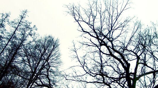 Nature wood silhouette