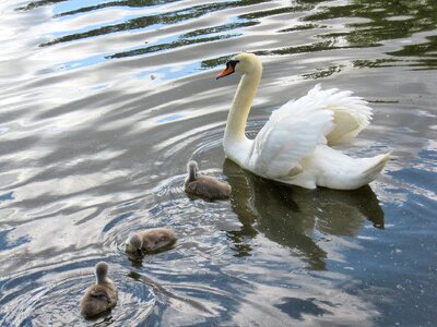 River waterfowl