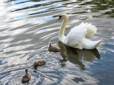 River waterfowl photo