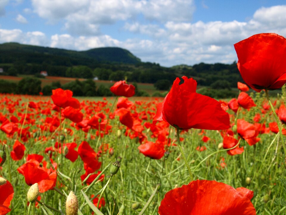 Flower field klatschmohn