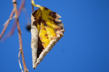 Yellow brown blue