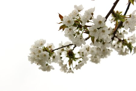 Spring bloom tree photo