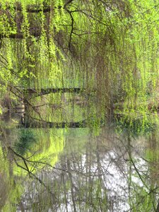 Bridge waters pasture photo