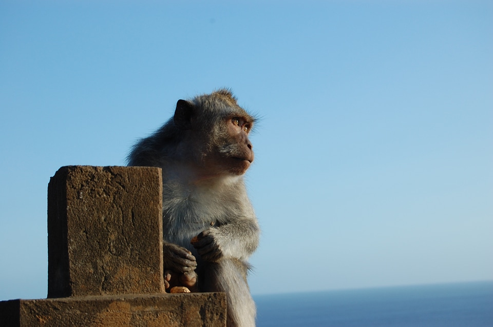 Animal sitting waiting