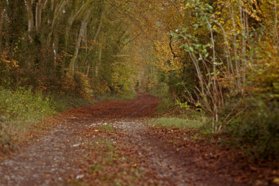 Forest nature trees