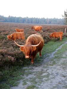 Calves heide cows