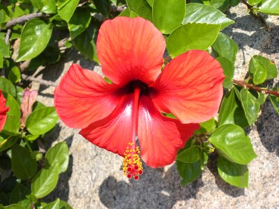Red blossom bloom