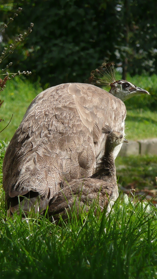 Wildlife peafowl female