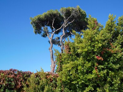 Nature sky shrubs