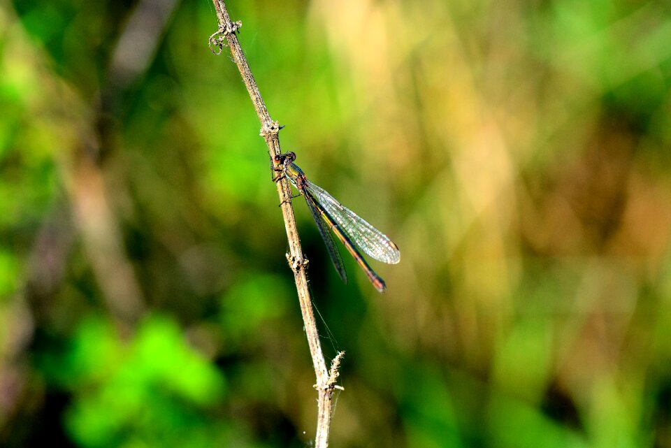 Insect flight insect animal