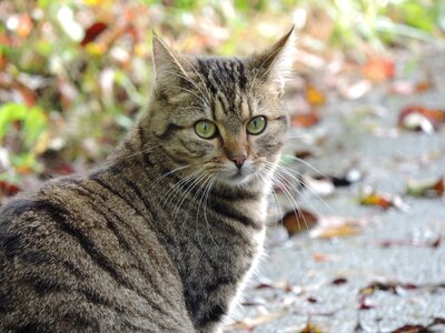 Autumn domestic cat tiger cat photo