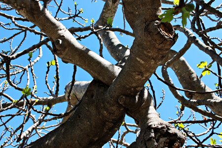 Shrubs nature figs photo