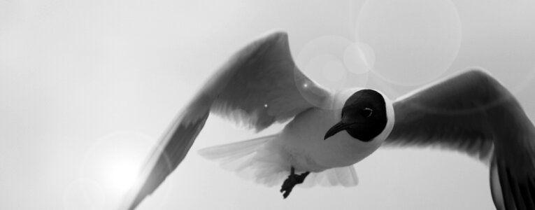 Seagull brittany sea ​​bird