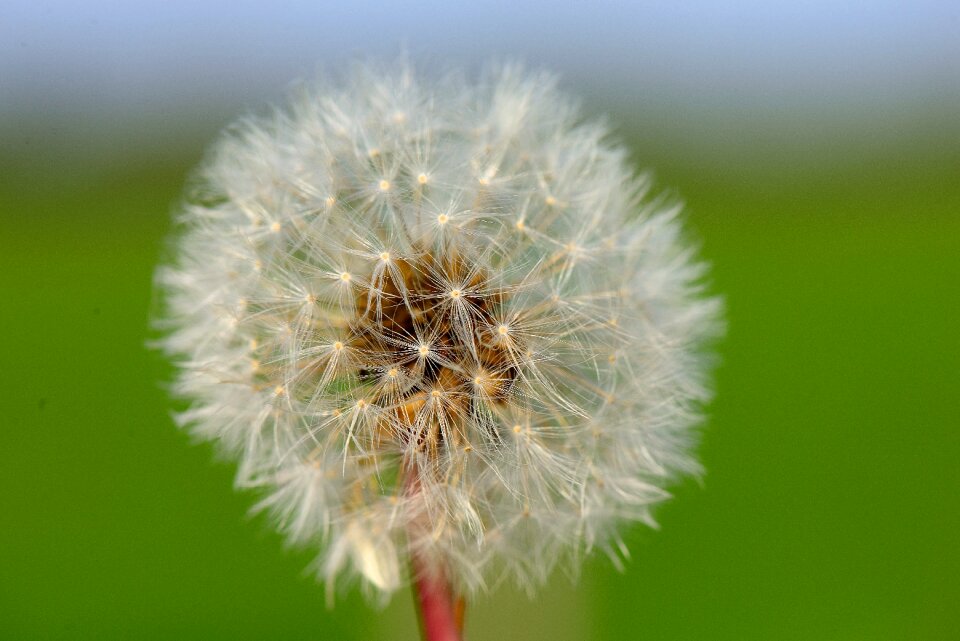 Flower seeds verbluet