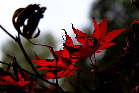 Fall color maple autumn colours photo