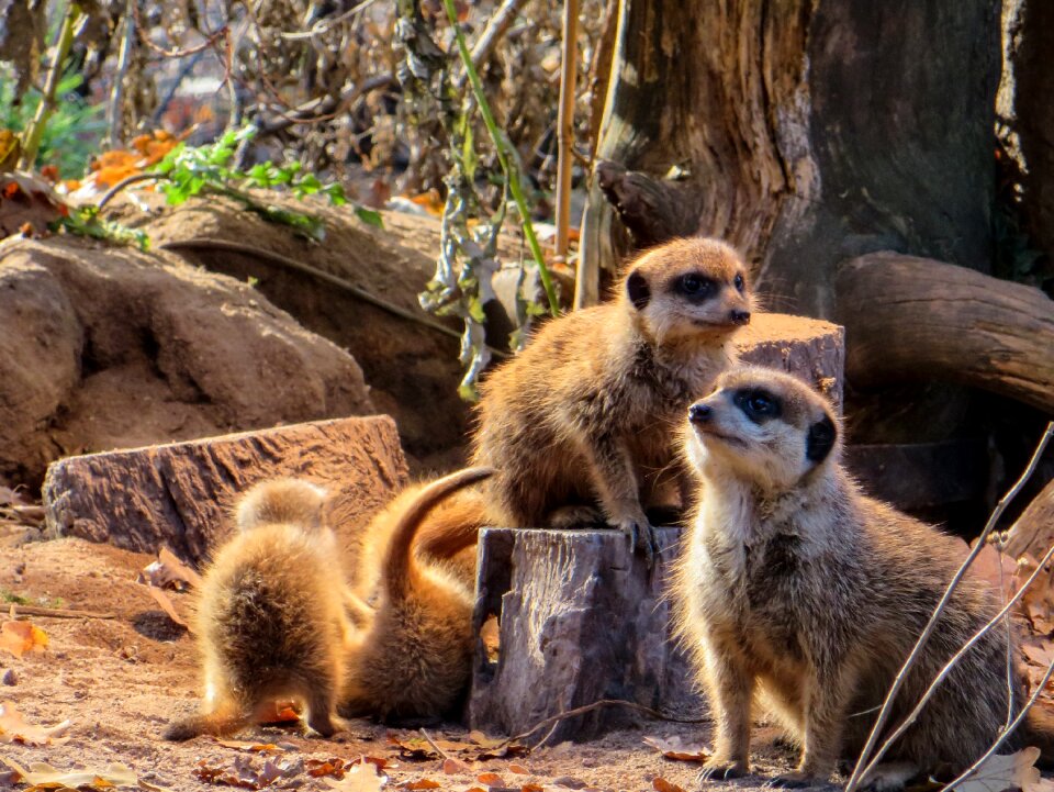 Animals desert cute