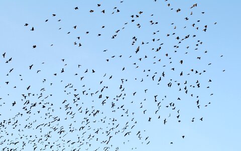 Blue flock photo