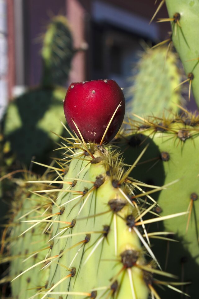 Red sting fruit