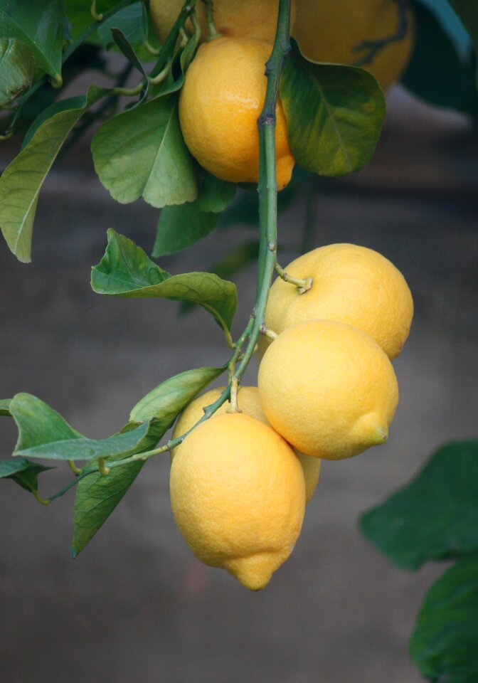 Fruit agriculture garden