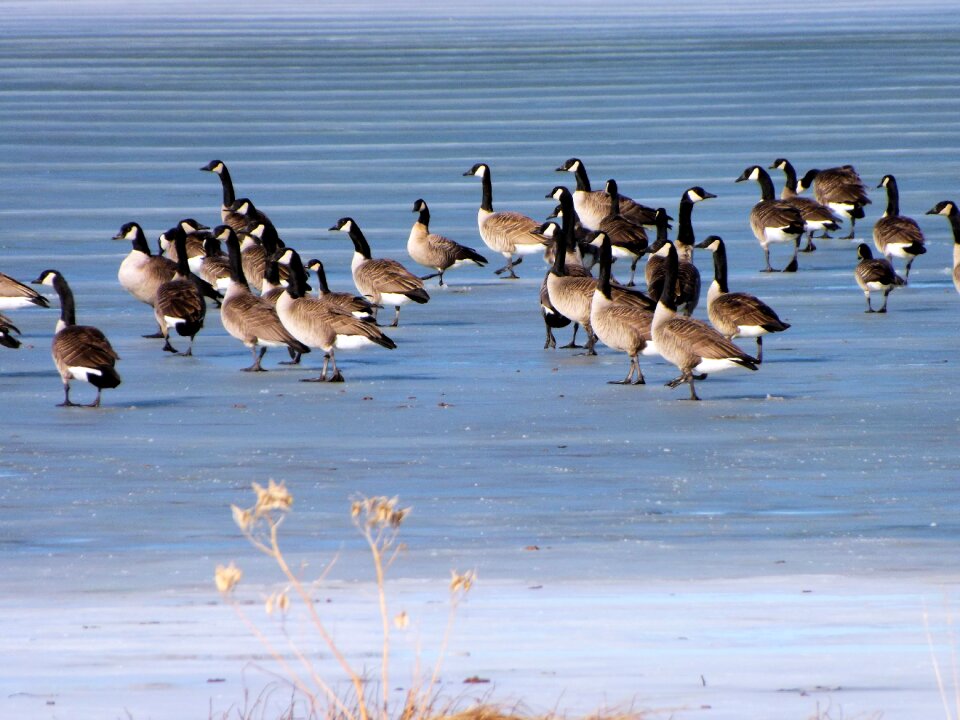 Winter cold migrating