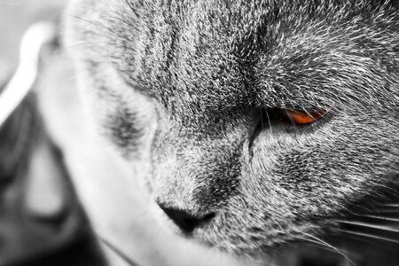Animal pet cat face