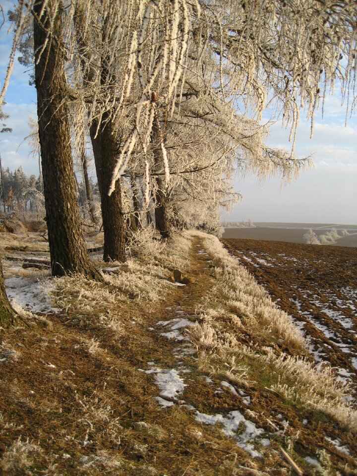 Cold nature wintry