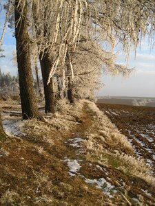 Cold nature wintry