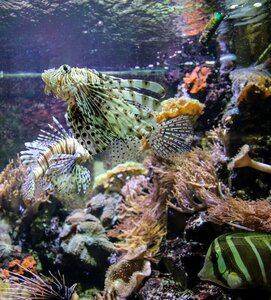 Ocean sea ​​fish coral photo