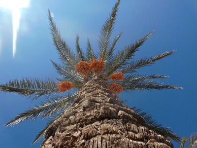 Turkey turkish summer