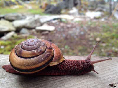 Crawl wild shell