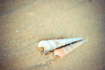 Snail beach close-up photo