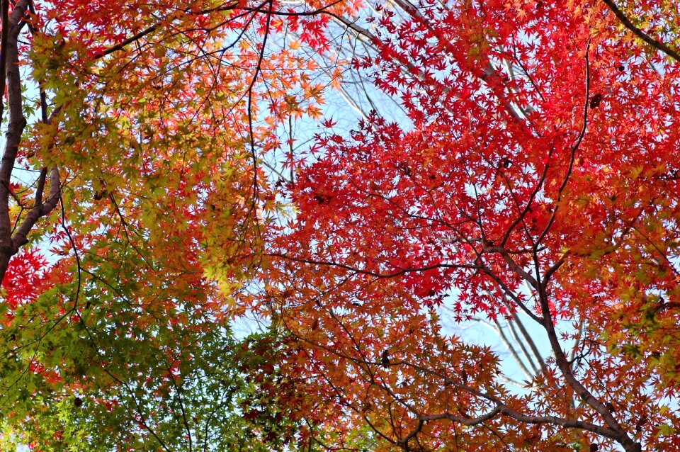 Woods forest arboretum photo