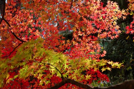 Autumnal leaves colorful fall of japan