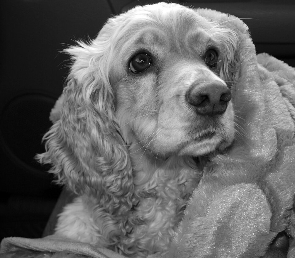 Puppy animal gray puppy