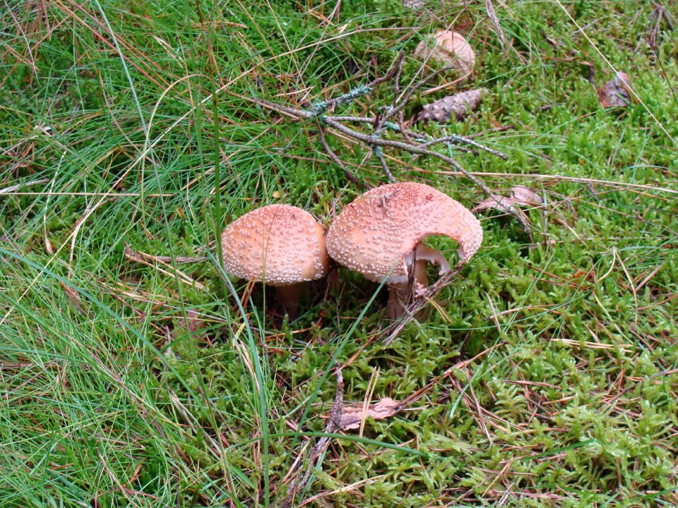 Nature plants mushroom