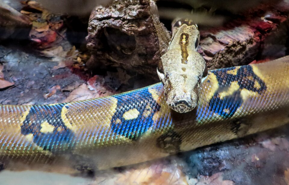 Animal snake constrictor
