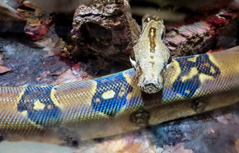 Animal snake constrictor