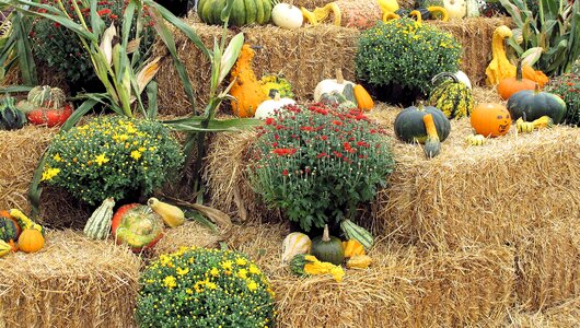 Gourds ontario canada