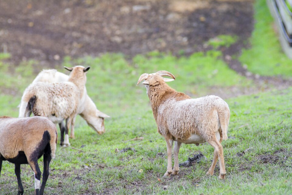 Domestic goat zoo sheep