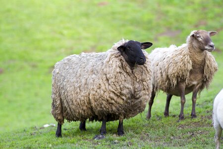 Livestock flock farm photo