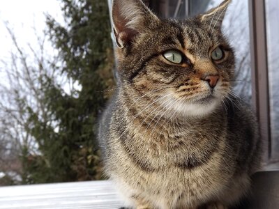 Animal cute domestic cat
