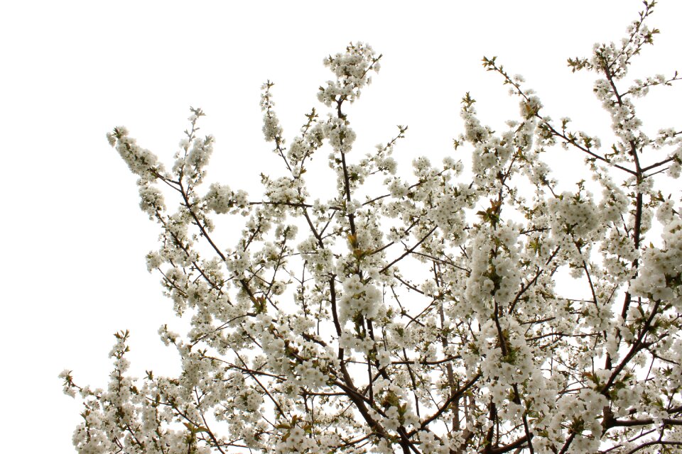 Bloom spring bloom