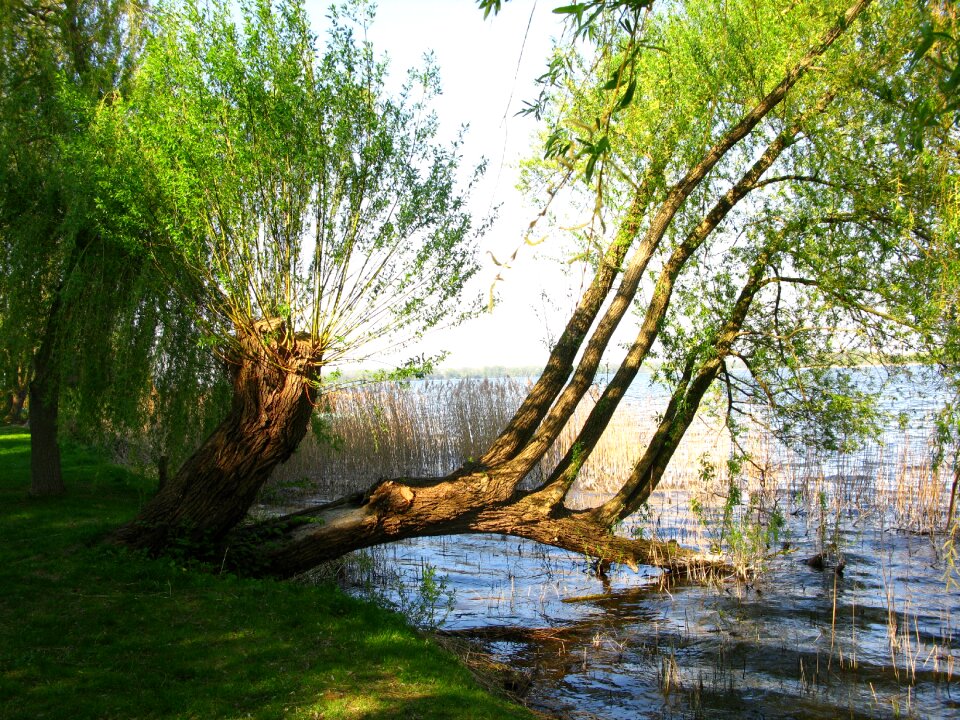 Tree lakeside lake