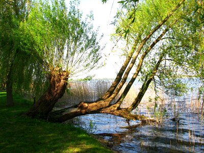 Tree lakeside lake photo