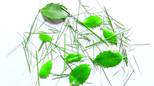 Green isolated