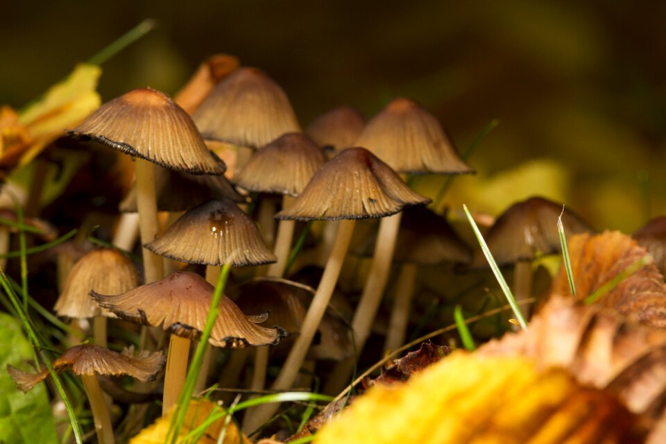 Forest autumn tree fungus
