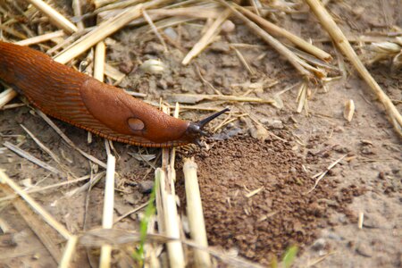 Mollusk nature reptile