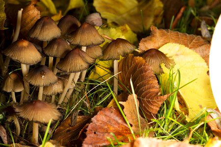 Forest autumn plant