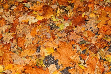 Leaves in the autumn fall foliage fall color